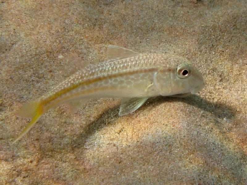 Mullus barbatus (Linnaeus, 1758)